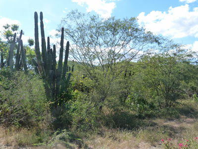 Cardon Cactus